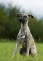 06 Windhund-Trio